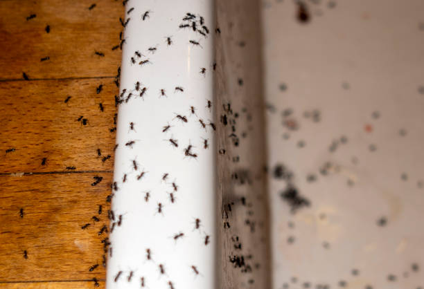 Best Local Pest Control Services  in Midtown, TN