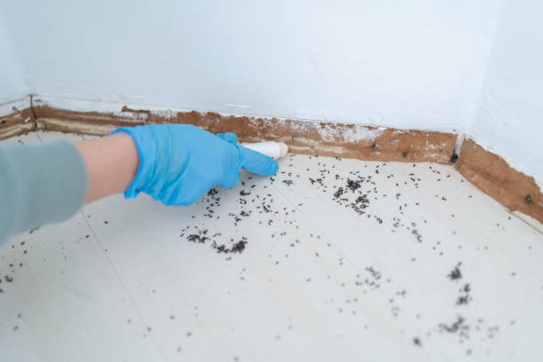 Best Wasp Removal Services  in Midtown, TN